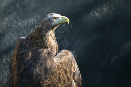 A regal eagle with sharp yellow eyes and a curved beak perches against a blurred natural background,...