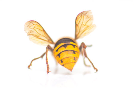 A detailed close-up of a wasp with yellow and black stripes, showing its delicate wings, segmented body, and antennae against a clean white background for a striking insect portrait.の写真素材