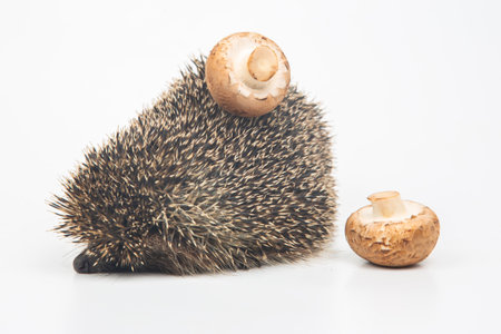 Erinaceus europaeus. Common European hedgehog on a white backgroundの写真素材