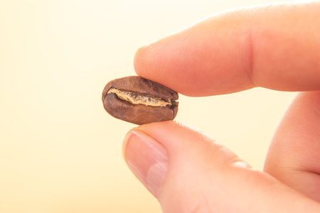 minimalist close-up of a hand holding a single roasted coffee bean, split to show its inner texture, set against a soft beige background. Ideal for coffee and simplicity themesの写真素材