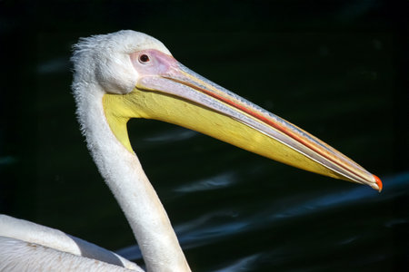 A majestic white pelican with a vibrant orange and yellow beak stands gracefully near dark water, showing off its elegant neck and feathers.の写真素材