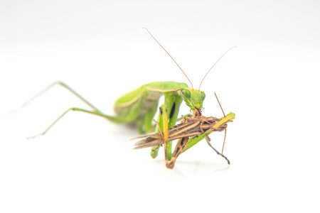 praying mantis eats a grasshopper close-up on a white background. Hunting in the world of insects....