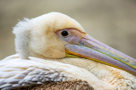 A pelican rests calmly, showing its striking features. The soft feathers glisten in the sun as it gazes intently. This tranquil moment highlights the beauty of wildlife in its natural habitat.の写真素材