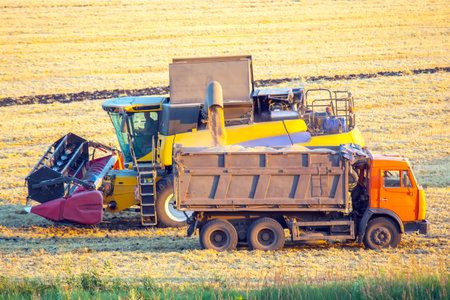 A combine harvester and a transport truck work in tandem on a golden field during sunset,...