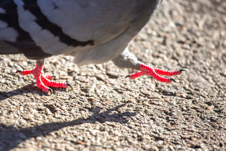 A pigeon with striking red legs walks along a textured urban pathway. The sunlight illuminates its...