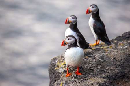 Three vibrant puffins stand on a mossy rock, looking out over the ocean. The bright colors of their beaks contrast with the dark rocky background, showing the beauty of Icelandic wildlife.の写真素材