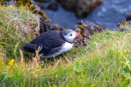 A puffin quietly rests on the lush green grass near a rocky coastline in Iceland. The vibrant bird contrasts beautifully with its natural surroundings under the summer sky.の写真素材