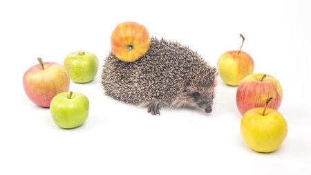 A hedgehog moves cautiously among several vibrant apples of different colors. The setting is bright and minimal, enhancing the natural curiosity of the creature as it investigates its environment.の写真素材