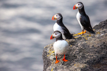 Colorful puffins stand on a rocky edge overlooking the ocean in Iceland.の写真素材