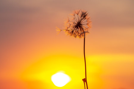 A dandelion stands tall with its seeds illuminated by the warm colors of the sunset. The soft glow of orange and yellow creates a serene atmosphere in the evening sky.の写真素材