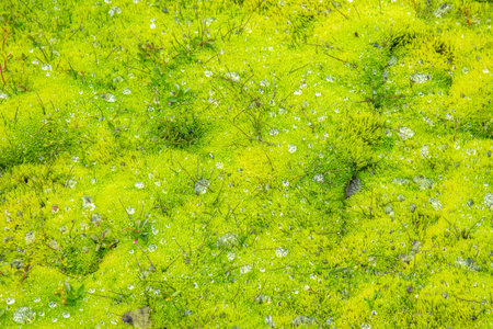 Vibrant green moss blankets the ground, accentuated by raindrops in Iceland's stunning outdoor...
