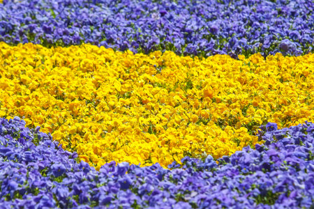 Bright yellow and purple flowers create a heart-shaped pattern in a garden. The blooming plants showcase the beauty of spring, attracting visitors to appreciate their vivid colors.の写真素材
