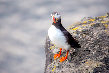 A puffin stands proudly on a rocky outcrop along the coast of Iceland, displaying its striking orange beak and feet against the natural backdrop. The serene waters glisten in the background.の写真素材