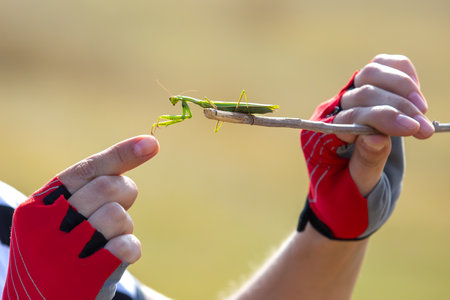 A person gently holds a stick with a green mantis balanced on one finger. The background features a blurred natural environment under bright daylight, emphasizing the connection with nature.の写真素材