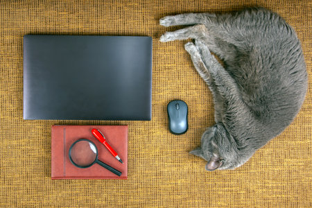 A gray cat lies comfortably beside a laptop on a textured surface. Nearby, a red pen, magnifying glass, and notebook add a personal touch to this inviting workspace arrangement.の写真素材