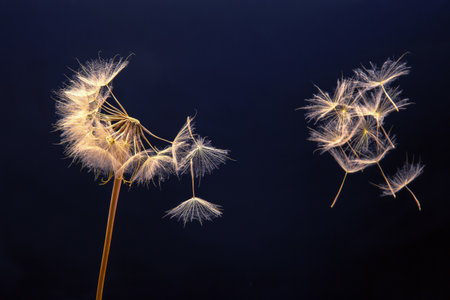 Soft dandelion seeds float effortlessly through the air at twilight, capturing the delicate beauty...