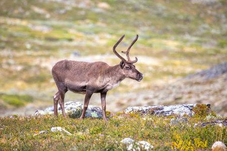 A reindeer stands gracefully on the lush, green terrain of Norway, showing its majestic antlers. The vibrant landscape highlights the beauty of nature during the summertime.の写真素材
