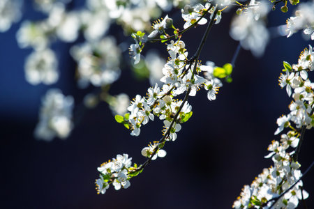 the cherry blossoms in the sun. botanical and bloom growth propagation.の写真素材
