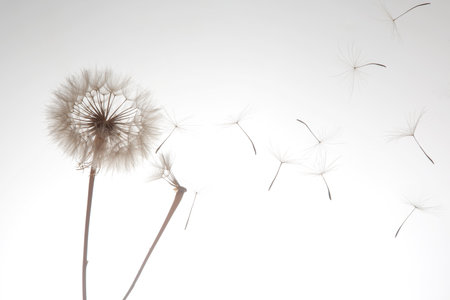 dandelion seeds fly from a flower on a light background. botanical and bloom growth propagation.の写真素材