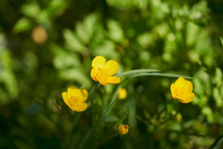 yellow tulips in the garden