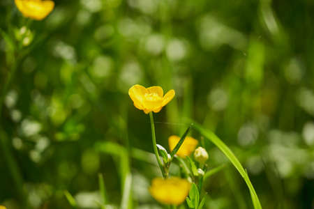 yellow tulips in the gardenの写真素材
