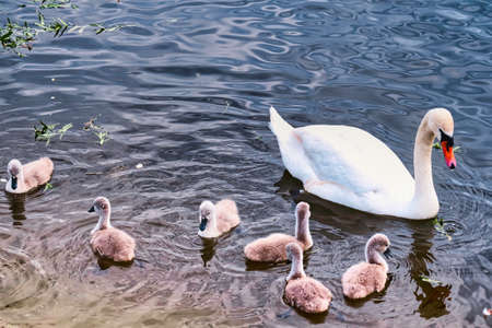 Swans on the lake, Swan on the water, Family of swansの写真素材