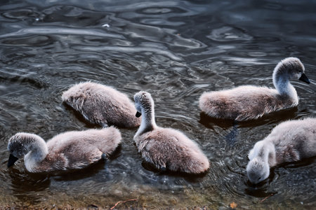 Flock of swans, swans on the lakeの写真素材