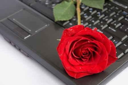 Rose over laptopの写真素材