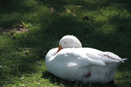 White goose sleeps on green grass by summerの写真素材