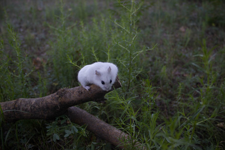 on a log the Dzhungar hamsterの写真素材