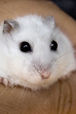 Hamster white handsome Dzungarskyの写真素材