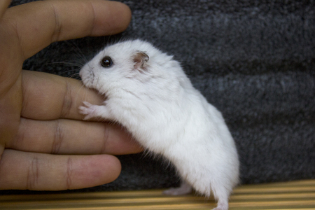 Hamster white handsome Dzungarskyの写真素材