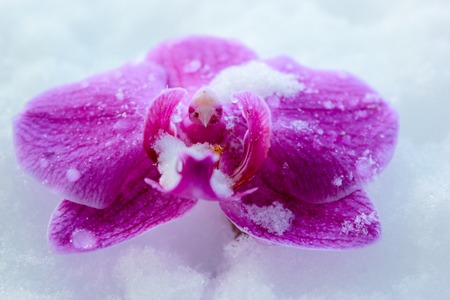 orchids in the snowの写真素材