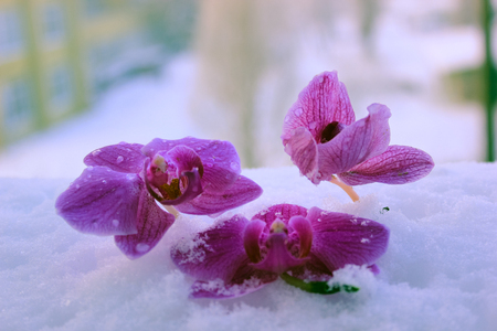 orchids in the snowの写真素材
