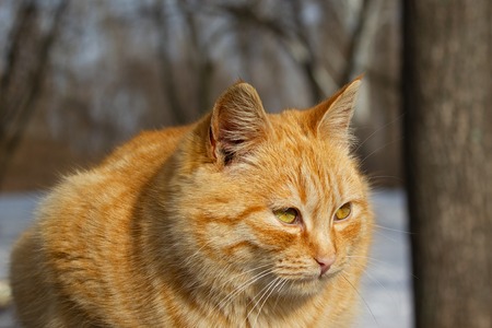 Portrait of a cat in the winter in the park