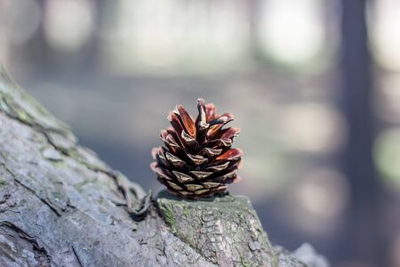 pine forest with beautiful cones