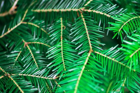 Fir branches in the forest on a dark background. Spruce tree.の写真素材