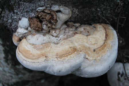 mushroom tree, grows on a tree, bark, dense texture, beige, white, bizarre shape