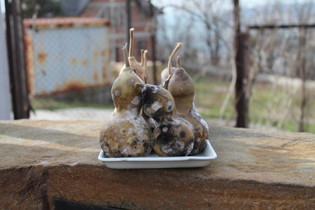 decorative gourd, after wintering, moldy, wilting, spoiling, brown, black, white, scary and beautiful, porcelain tray,の写真素材