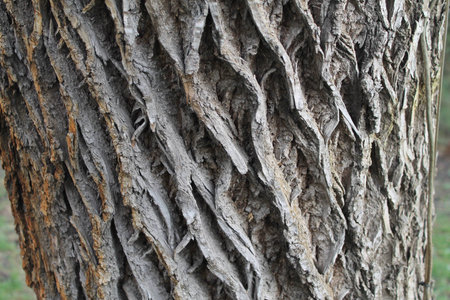, gray, brown, nature, texture, oblique secular cortical lines.the tree is 300 years oldの写真素材