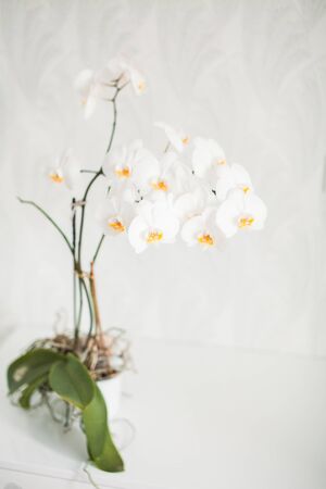 Decorative grass in flowerpot. white backgroundの写真素材