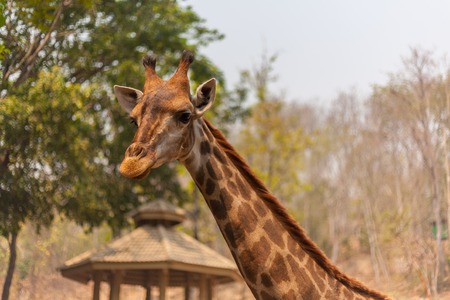 Giraffe head portrait with a long neck in zooの写真素材