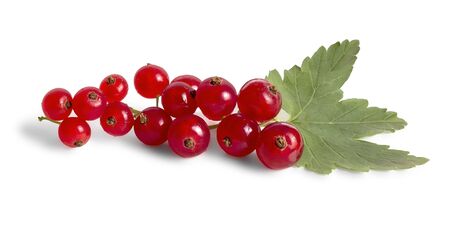 Red currant crop with green leaf on white backgroundの写真素材