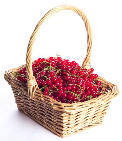 harvesting of ripe red currantの写真素材