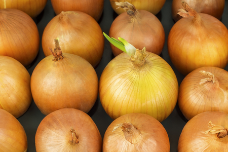 planted onions gave the first germの写真素材