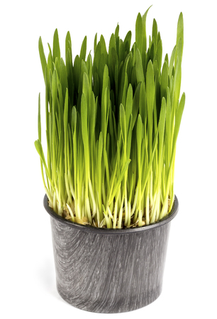 pot with green grass sproutの写真素材