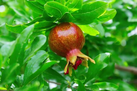 Ripe pomegranate fruit on a tree branch in green leavesの写真素材