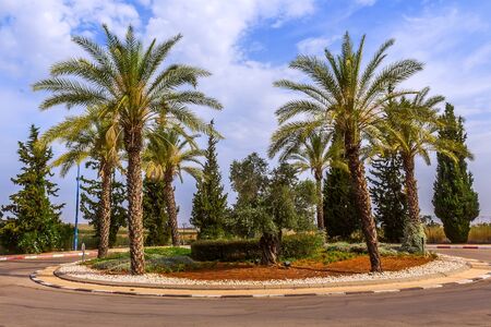 Date palms planted near a road in an Asian countryの写真素材