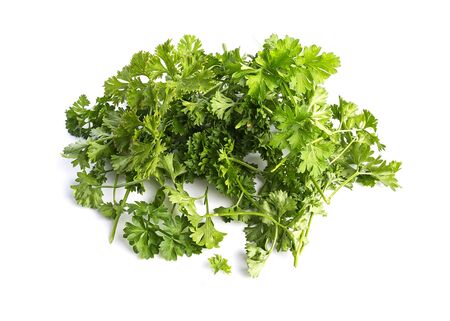 Stems with parsley leaves on a white backgroundの写真素材