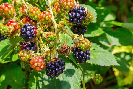Wild berries of mature and not mature blackberries on the branchの写真素材